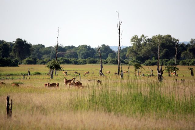Zambia Natural Wonders Why You Should Visit Zambia